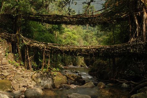 Living Root Bridges Of Cherrapunji • The Mysterious India