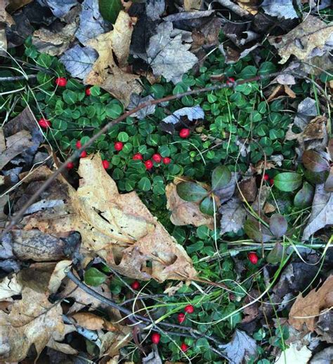 Forest Floor Plants | Trailside Museums and Zoo