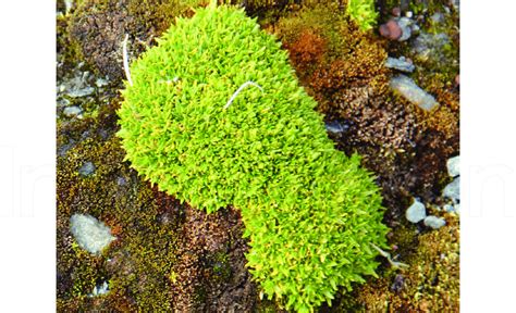 Deschampsia antarctica, the Antarctic grass. Scale = 20 cm. | Download ...