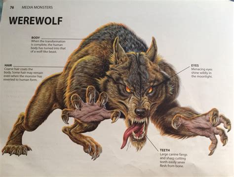 Illustration of a werewolf from Mythical Monsters:The Scariest ...