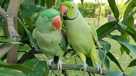 Cute Talking Mithu Parrot - YouTube