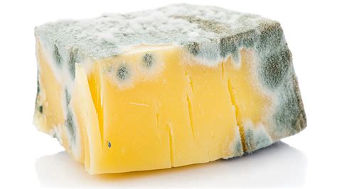 Does a little mold spoil the whole block of cheese?