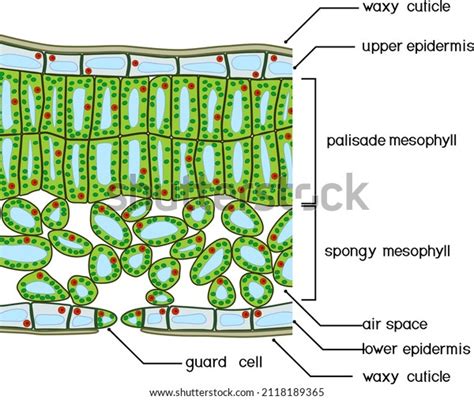 Epidermal Cells Labeled