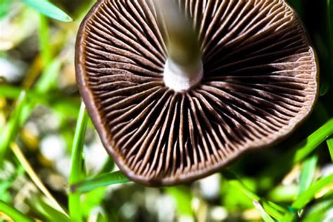 What Are Mushroom Spores? | ehow