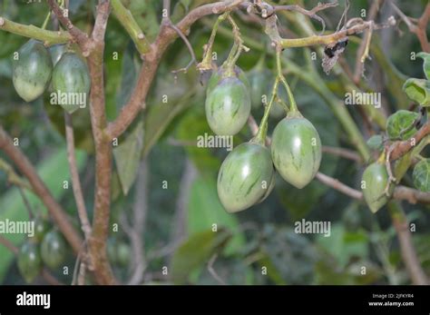 The unripe fruits of the tamarillo tree Stock Photo - Alamy