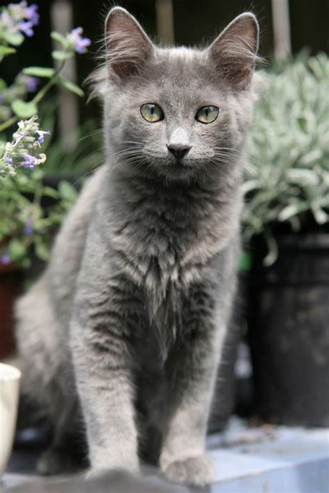 Nebelung – a cat from fairytales | DinoAnimals.com