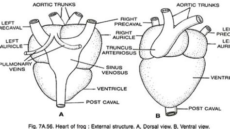 Frog Heart Anatomy - Anatomy Book