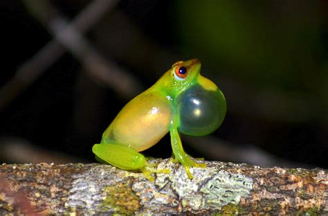 Smithsonian Insider – DNA untangles Gabon’s complex web of frog species | Smithsonian Insider