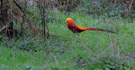 China Wildlife Guide