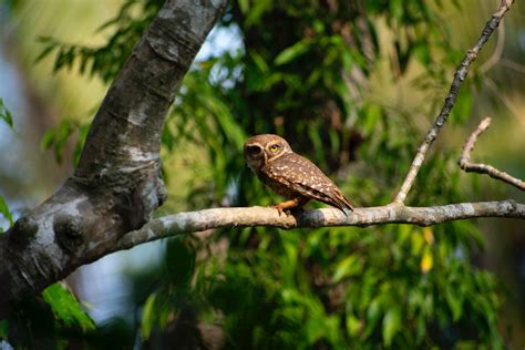 Bird Perched On Tree · Free Stock Photo