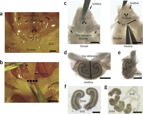 Isolation of mouse SVM.(a) Location of the seminal vesicles (SV) in a... | Download Scientific ...