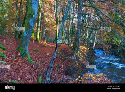 Birks of Aberfeldy, Autumn, Perthshire, Scotland, UK Stock Photo - Alamy