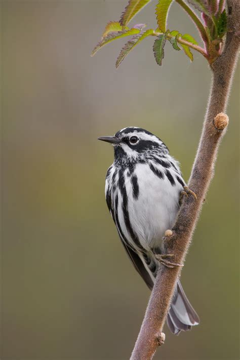 Black-and-white Warbler on Velvet | Black and white, Bird pictures, Birds