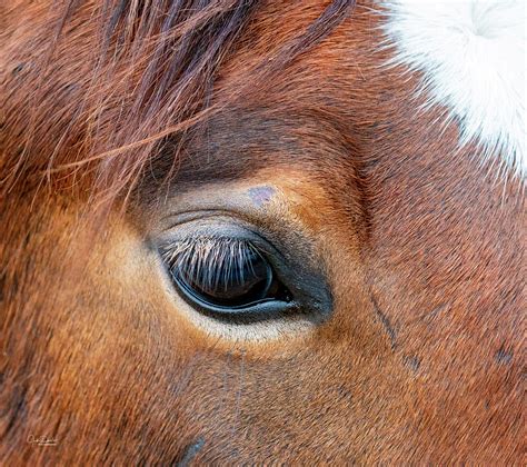 Gentle Horse Eye Photograph by Judi Dressler - Pixels