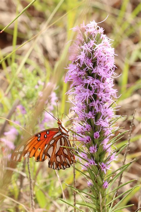 Gulf Fritillary On Purple Flower Free Stock Photo - Public Domain Pictures