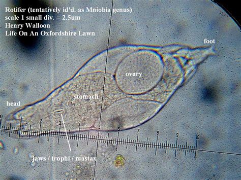 Rotifer Under A Microscope