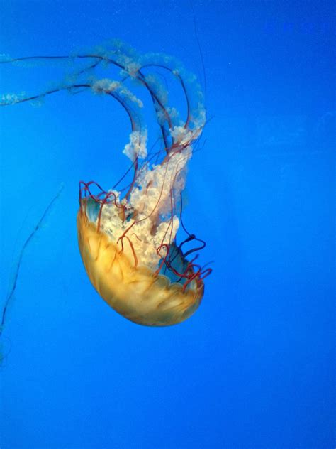 Yellow Jellyfish · Free Stock Photo