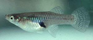 Breeding Gambusia affinis - The Free Freshwater and Saltwater Aquarium ...