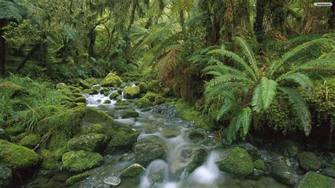 Pin by Carmita Lion on PAISAGEM | National parks, Beautiful places to visit, Temperate rainforest