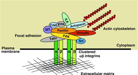 Paxillin comes of age | Journal of Cell Science