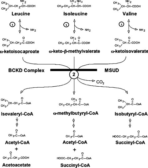 Figure 1 from Branched-Chain Amino Acids : Metabolism , Physiological ...