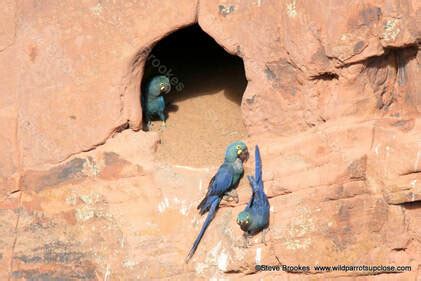 Lear's Macaw Conservation - Wild Parrots Up Close