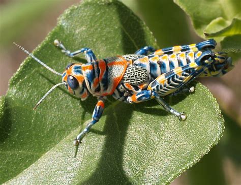 Rainbow Grasshopper (Dactylotum bicolor) | North of Coronado… | Flickr