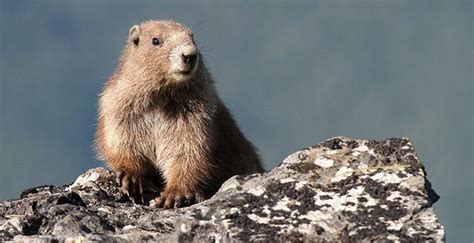 Olympic marmot - Alchetron, The Free Social Encyclopedia