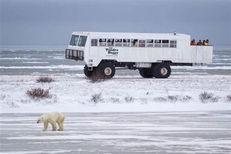 The COMPLETE Guide for Visiting Churchill, Manitoba