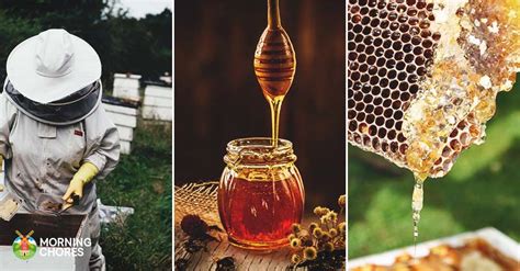 4 Steps to Harvesting Your Own Delicious Honey in No Time Flat