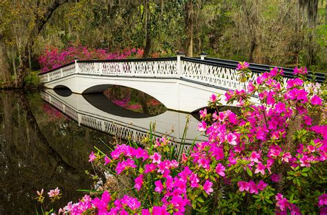 Charleston SC Spring Azalea Bloom Photograph by Dave Allen | Fine Art America