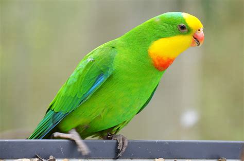 New to Aviculture? – The Avicultural Society of Australia