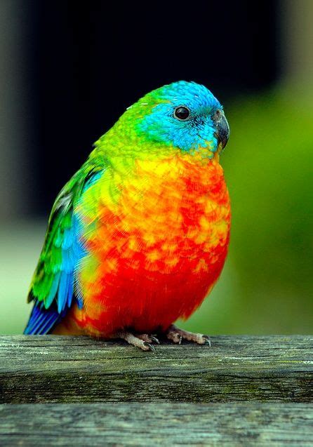 Rainbow Parakeet | For The Birds | Pinterest | Beautiful, Flower and The sky