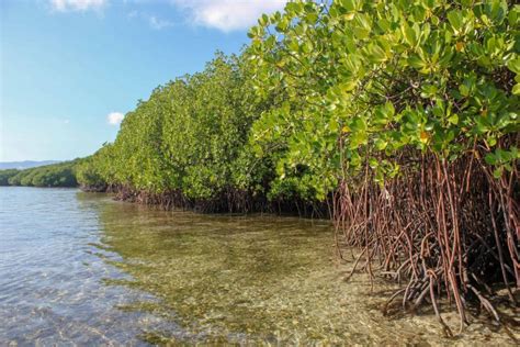 More than 80% of the Five Thousand Hectares of Mangroves Destroyed in ...