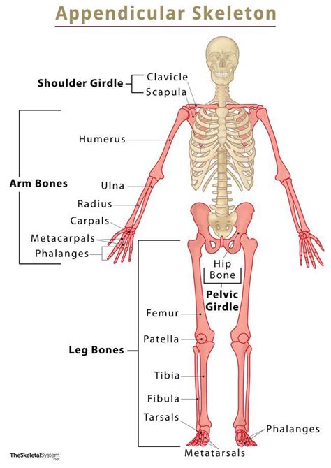 Appendicular Skeleton Diagram