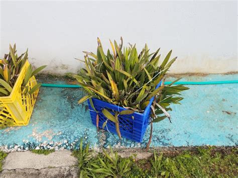 Green Cow Tongue Plant in Puerto Rico and Container Stock Photo - Image of nature, green: 224911032