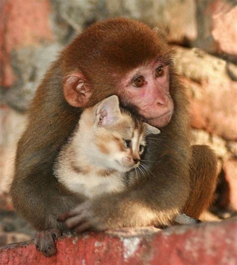 15 Adorable Animal Couples