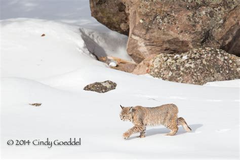 Bobcat crusing on top of deep snow. | Goeddel Photography | Cindy ...