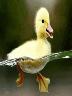 Duck Gif Tumblr