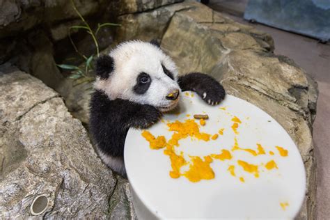 National Zoo’s panda cub expands palate - WTOP News