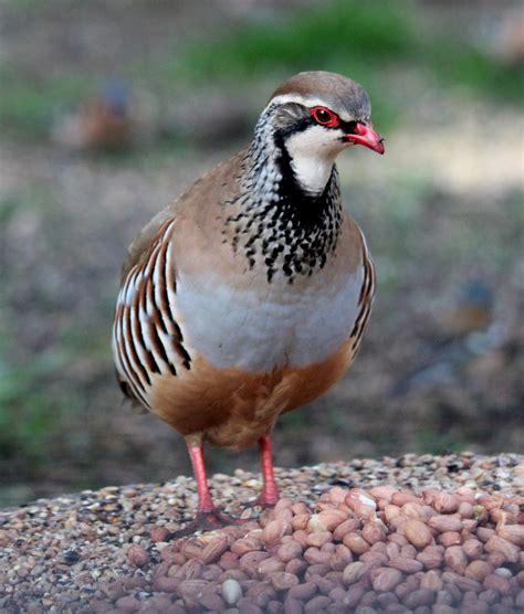 red legged partridge - Wilderness Cottages