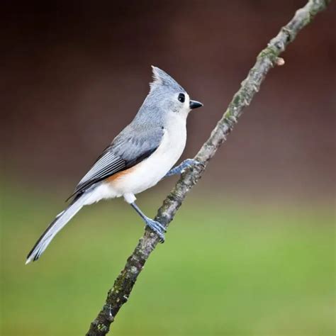 Top 20 Backyard Winter Birds In Wisconsin