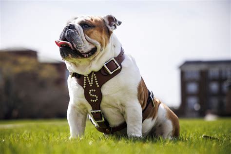 Mississippi State Bully mascot named after Cowboys' Dak Prescott