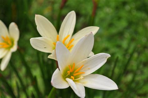 Flowers of Malaysia: Rain Lily