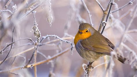 Robin in Snow-Covered Tree Image - ID: 305604 - Image Abyss