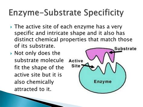 PPT - Enzymes PowerPoint Presentation, free download - ID:1605386