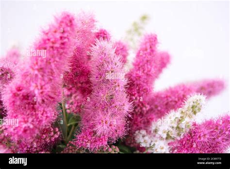 Pink Spirea flowers on bush. Spiraea flowers decorative gardening and forestry management ...