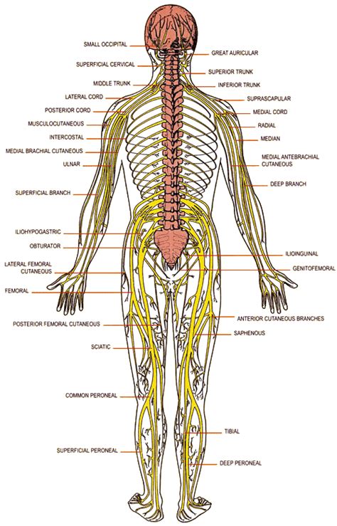 Disc Herniation Treatment - Toronto