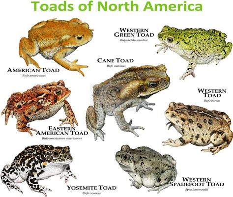 Toads of North America | Fine art illustration of some of th… | Flickr