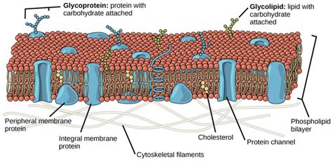 5.2: Components and Structure - Fluid Mosaic Model - Biology LibreTexts